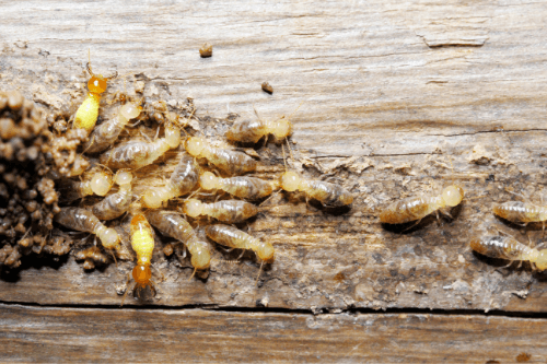 termite infestation eating a wooden floor of a home