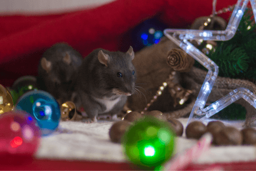 RPC Pest solutions, Holiday decorations overrun with mice.