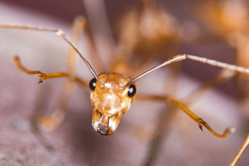 Take the Heat Out of Fire Ants; RPC Pest Solutions, Hammond, La.