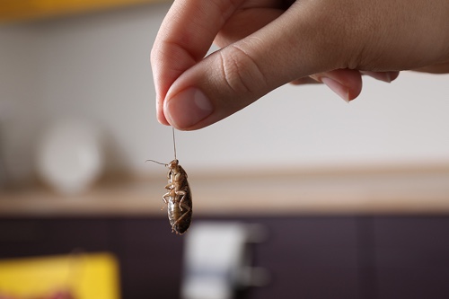 Woman holding roach in her house; Quarterly pest control with RPC Pest Control Hammond, La.